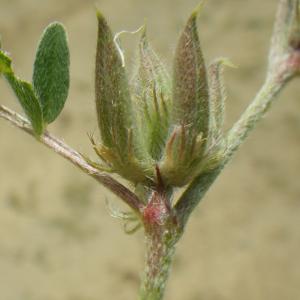 Photographie n°2175967 du taxon Astragalus sesameus L. [1753]