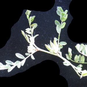 Photographie n°2175975 du taxon Astragalus sesameus L. [1753]