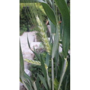 Triticum aestivum var. turgidum (L.) Fiori (Blé barbu)