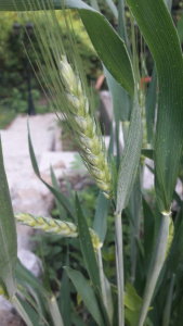 Elise MERICO, le  8 mai 2018 (Jujurieux)