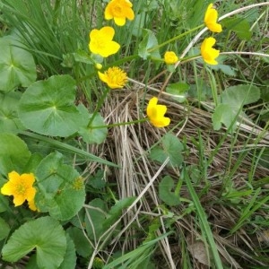 Photographie n°2176009 du taxon Caltha palustris L. [1753]