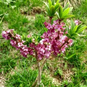 Photographie n°2176098 du taxon Daphne mezereum L. [1753]