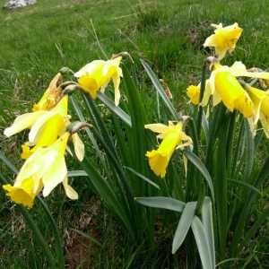 Photographie n°2176101 du taxon Narcissus pseudonarcissus L. [1753]