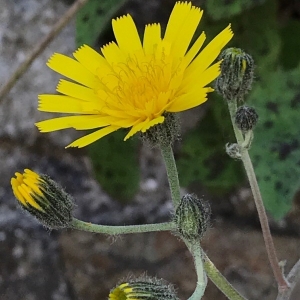 Photographie n°2176123 du taxon Hieracium maculatum Schrank [1789]