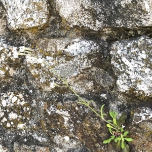 Photographie n°2176126 du taxon Silene italica (L.) Pers. [1805]