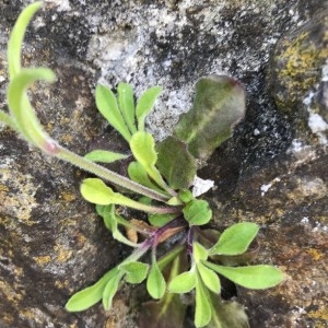 Photographie n°2176128 du taxon Silene italica (L.) Pers. [1805]