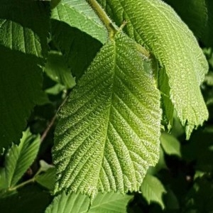 Photographie n°2176135 du taxon Ulmus glabra Huds. [1762]