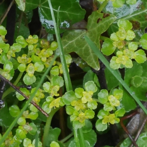 Photographie n°2176151 du taxon Chrysosplenium oppositifolium L. [1753]