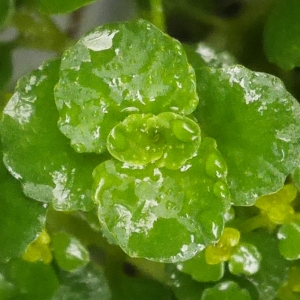 Photographie n°2176152 du taxon Chrysosplenium oppositifolium L. [1753]