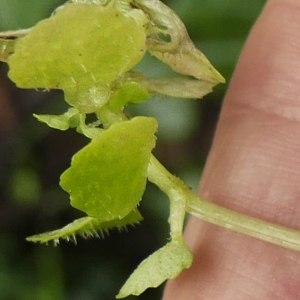 Photographie n°2176158 du taxon Chrysosplenium oppositifolium L. [1753]