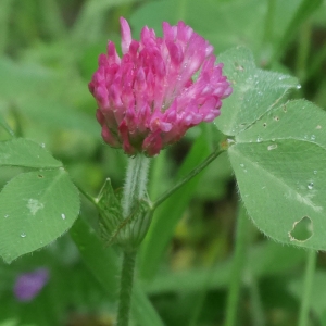 Photographie n°2176194 du taxon Trifolium pratense L. [1753]