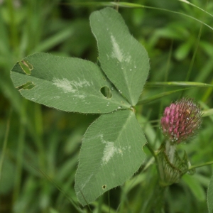 Photographie n°2176196 du taxon Trifolium pratense L. [1753]