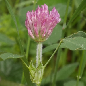 Photographie n°2176199 du taxon Trifolium pratense L. [1753]