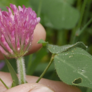 Photographie n°2176200 du taxon Trifolium pratense L. [1753]