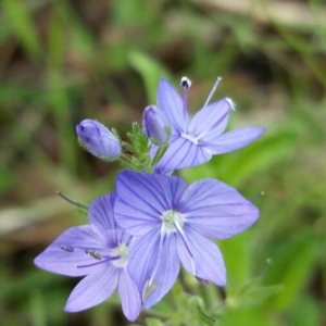 Photographie n°2176207 du taxon Veronica austriaca L. [1759]