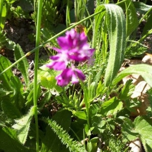 Photographie n°2176215 du taxon Polygala vulgaris L. [1753]