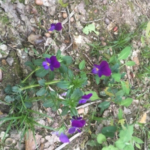 Photographie n°2176221 du taxon Viola tricolor L. [1753]