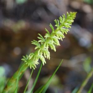 Photographie n°2176224 du taxon Equisetum sylvaticum L. [1753]