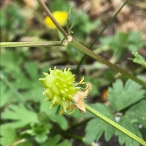 Photographie n°2176253 du taxon Ranunculus repens L. [1753]