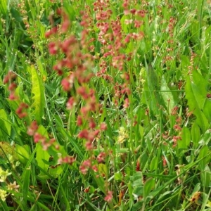 Photographie n°2176260 du taxon Rumex acetosella L. [1753]