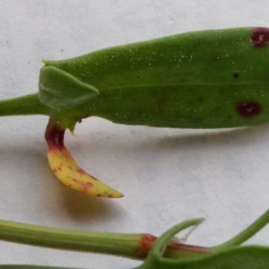 Photographie n°2176262 du taxon Rumex acetosella L. [1753]