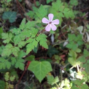 Photographie n°2176263 du taxon Geranium robertianum L. [1753]