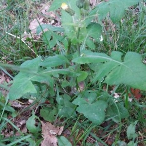 Photographie n°2176268 du taxon Sonchus oleraceus L. [1753]