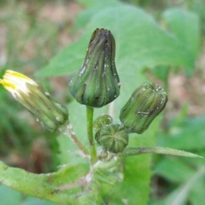 Photographie n°2176270 du taxon Sonchus oleraceus L. [1753]