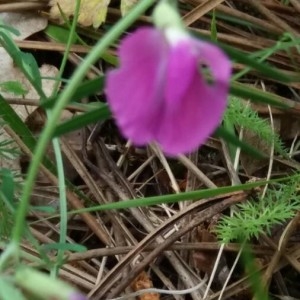 Photographie n°2176301 du taxon Vicia sativa L. [1753]