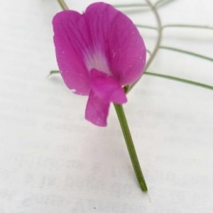 Photographie n°2176302 du taxon Vicia sativa L. [1753]