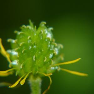 Photographie n°2176332 du taxon Ranunculus bulbosus L. [1753]