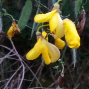 Photographie n°2176398 du taxon Cytisus scoparius (L.) Link [1822]