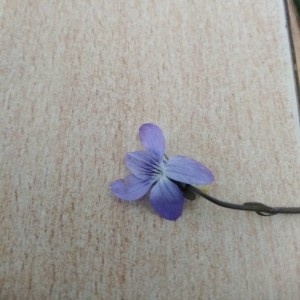 Photographie n°2176416 du taxon Viola canina L. [1753]
