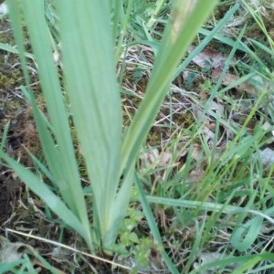 Photographie n°2176450 du taxon Gladiolus italicus Mill. [1768]