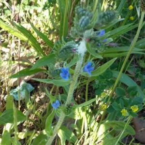 Photographie n°2176458 du taxon Echium vulgare L. [1753]