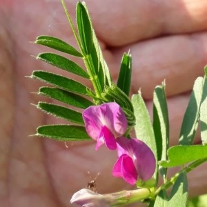 Photographie n°2176463 du taxon Vicia segetalis Thuill. [1799]