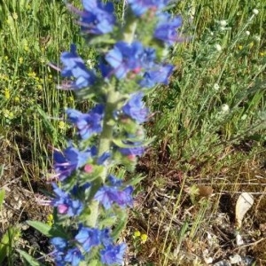 Photographie n°2176464 du taxon Echium vulgare L. [1753]