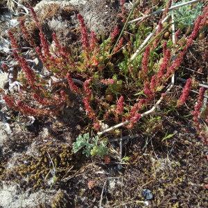 Photographie n°2176472 du taxon Rumex bucephalophorus L. [1753]