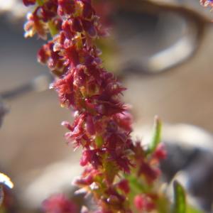 Photographie n°2176473 du taxon Rumex bucephalophorus L. [1753]