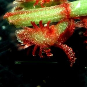 Photographie n°2176474 du taxon Rumex bucephalophorus L. [1753]