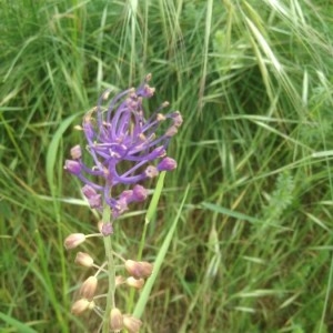 Photographie n°2176490 du taxon Muscari comosum (L.) Mill.