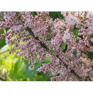 Tamarix ramosissima Ledeb. (Tamaris très ramifié)