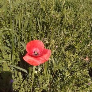 Photographie n°2176515 du taxon Coquelicot