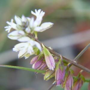 Photographie n°2176586 du taxon Polygala vulgaris L. [1753]