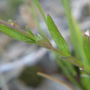 Photographie n°2176587 du taxon Polygala vulgaris L. [1753]