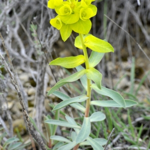 Photographie n°2176602 du taxon Euphorbia nicaeensis All.