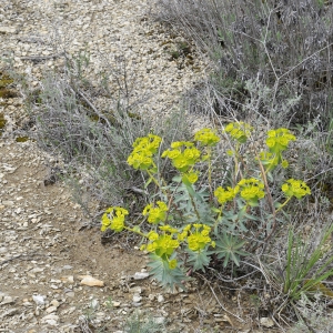 Photographie n°2176603 du taxon Euphorbia nicaeensis All.