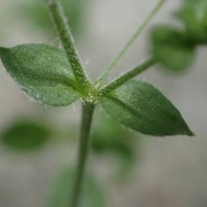 Photographie n°2176615 du taxon Arenaria serpyllifolia L. [1753]