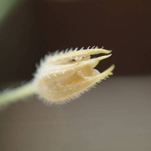 Photographie n°2176617 du taxon Arenaria serpyllifolia L. [1753]
