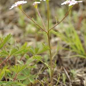 Photographie n°2176622 du taxon Iberis pinnata L.